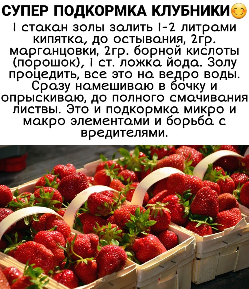 Марганцовка: 14 необычных способов применения в саду, огороде и цветнике