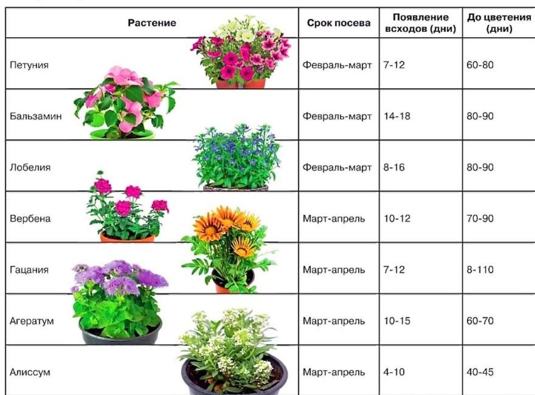 Удобрения для садовых цветов. как обеспечить пышное и продолжительное цветение