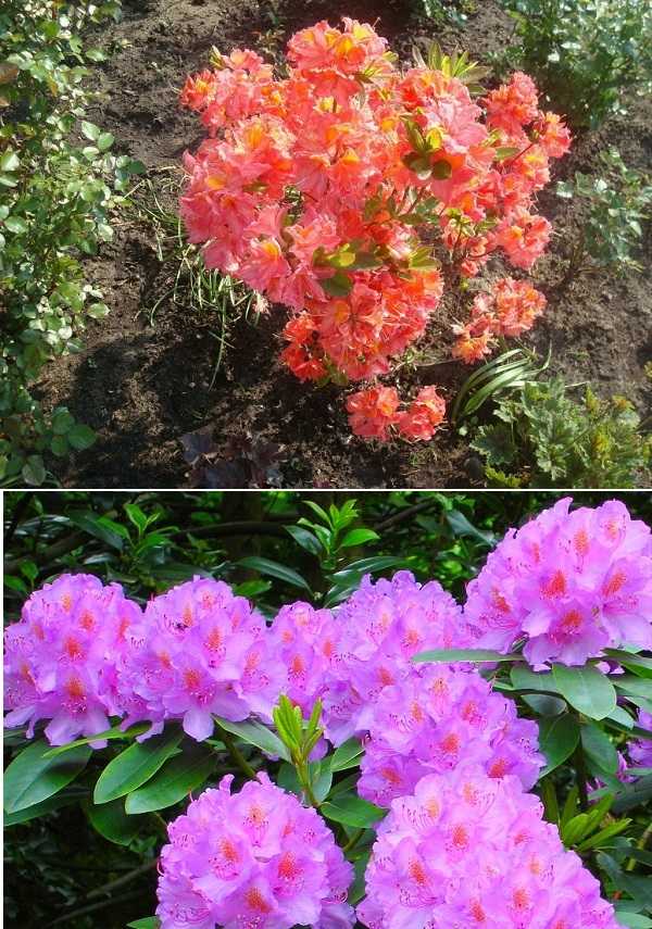 Ухаживание за азалией листопадной (deciduous azaleas)