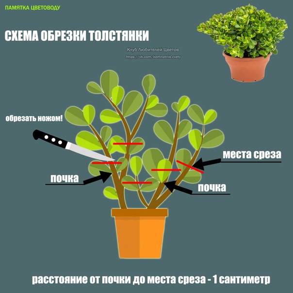 Уход за денежным деревом (толстянкой) в домашних условиях: гид, фото и пошаговые инструкции